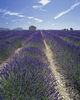 LAVANDA- LAVENDULA ANGUSTIFOLIA- PROVENCE BLUE