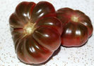 TOMATE- PURPLE CALABASH