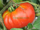 TOMATE-COSTOLUTO FIORENTINO