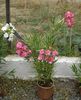 roseum plenum variegat, august 2013 (1)