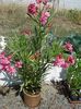 roseum plenum variegat, august 2013 (2)