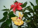 DSC09014
