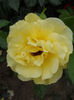 Friesia