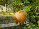 muuuuult asteptat