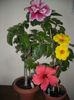 Hibiscus grup