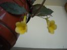 Yelow Beauty