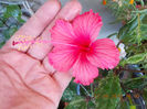 20 august 2013-flori 006