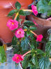 20 august 2013-flori 013