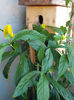 20 august 2013-flori 017