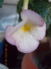 20 august 2013-flori 021