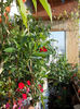 20 august 2013-flori 062