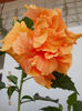 20 august 2013-flori 093