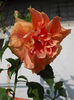 20 august 2013-flori 052