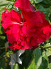 20 august 2013-flori 054