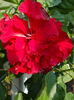 20 august 2013-flori 055