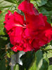 20 august 2013-flori 056