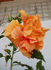 20 august 2013-flori 092