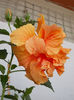 20 august 2013-flori 094