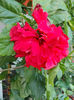 20 august 2013-flori 095