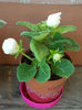 20 august 2013-flori 068