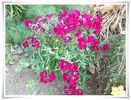 DSCN0833