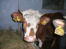rumegatoare.2011 (19)