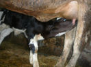 rumegatoare.2011 (33)