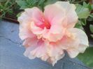 classic pink