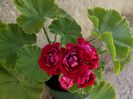 red rosebud 13