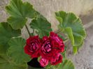 red rosebud 11