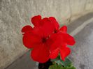 red-orange simplu 03