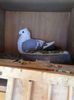 Picture 1283