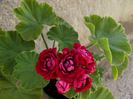red rosebud  14
