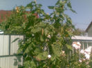 20082013(016)