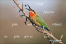 images