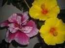 Hibiscus grup