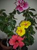 Hibiscus grup