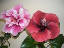 Charles Septembre   Black Dreams