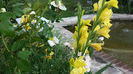 Gladiole-galbene (16)