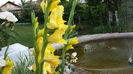 Gladiole-galbene (17)