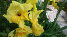 Gladiole-galbene (19)