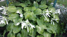 Hosta (2)