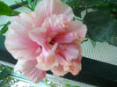 DSCN4907