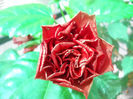DSCN4914