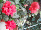 DSCN4915