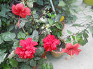 DSCN4917
