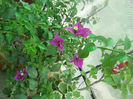 DSCN4923