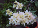 DSC09387