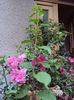DSC09442