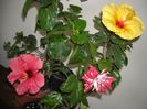 Hibiscus grup